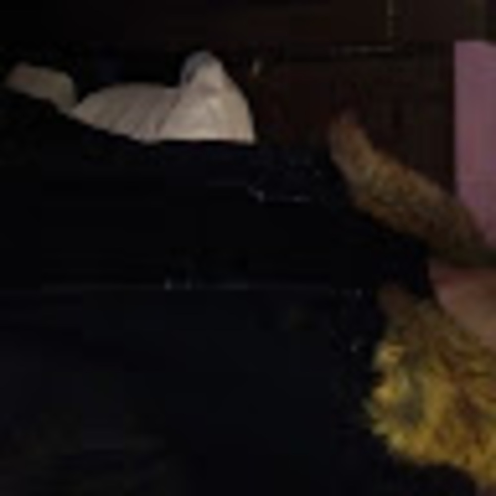 Meet your Posher, Punk